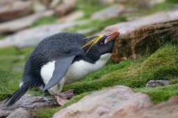 macaroni penguin