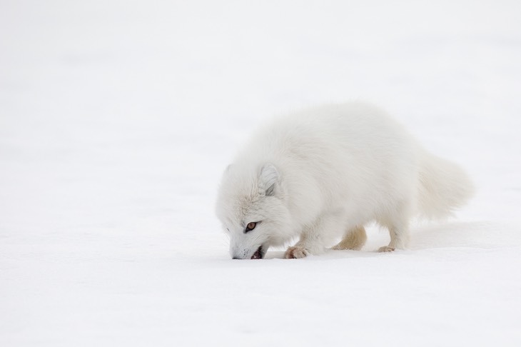 arctic fox