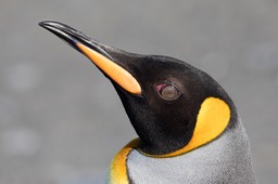 king penguin