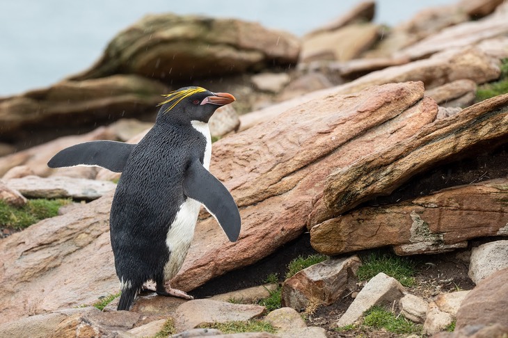 macaroni penguin