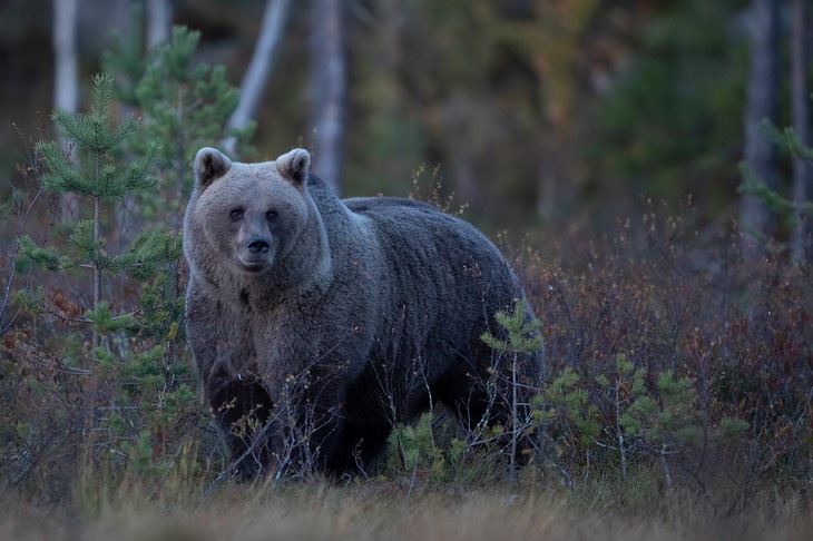 brown bear