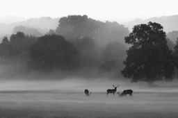 red deer