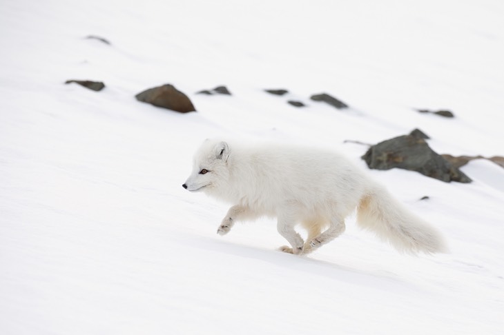 arctic fox