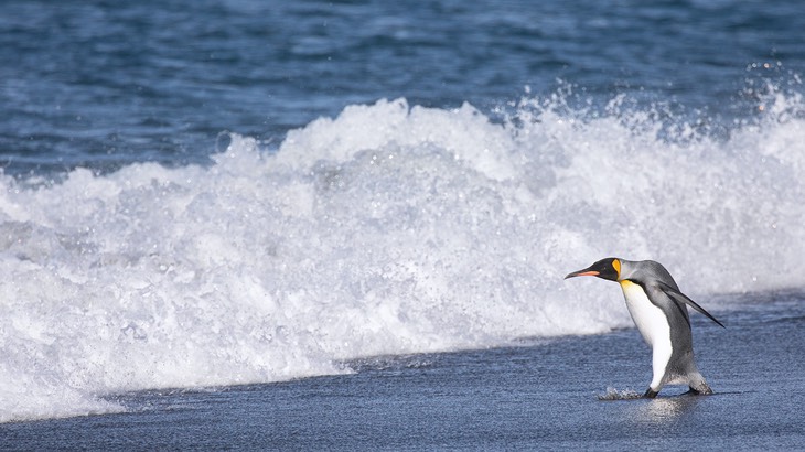 king penguin