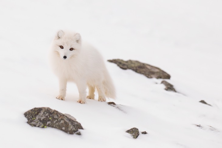 arctic fox