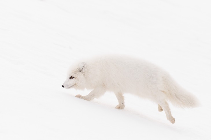 arctic fox