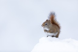 american red squirrel