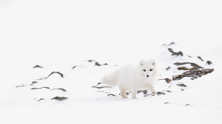 arctic fox