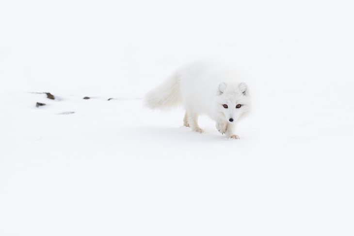 arctic fox