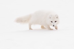 arctic fox