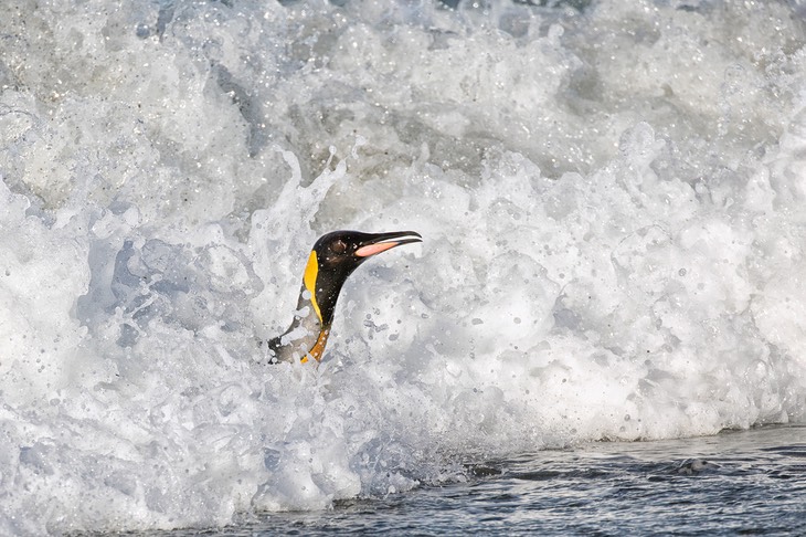 king penguin