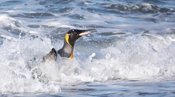 king penguin