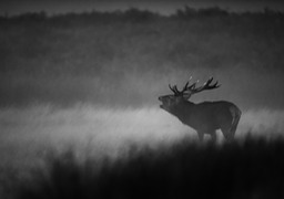 red deer