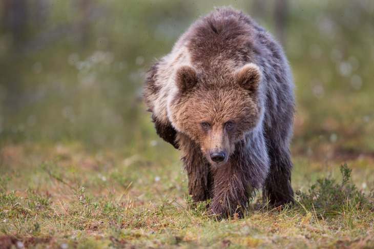 brown bear