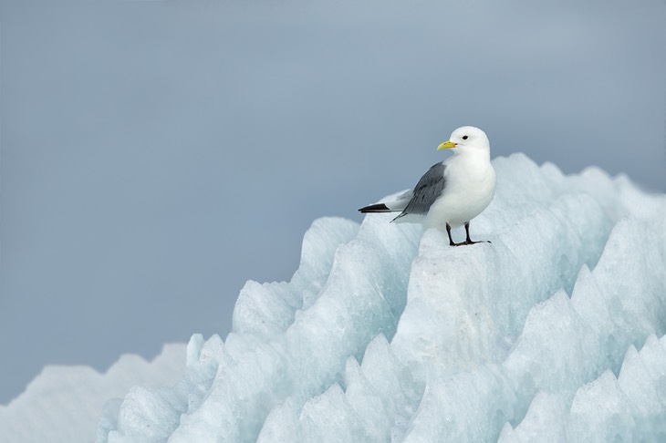 kittiwake