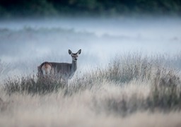 red deer