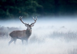 red deer