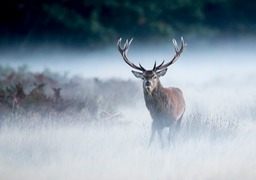 red deer