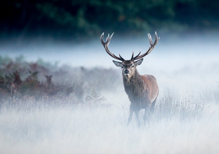 red deer