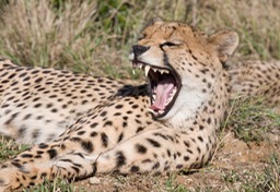 cheetah