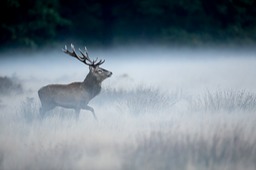 red deer