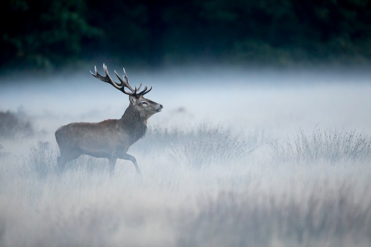 red deer