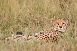 cheetah