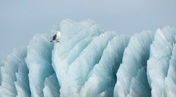 kittiwake