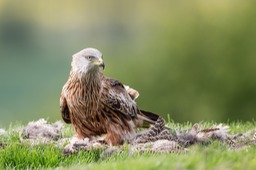 red kite