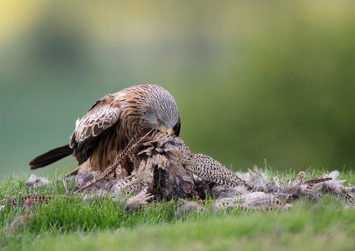 red kite