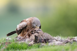 red kite