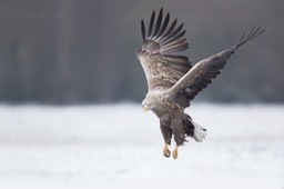 white tailed eagle