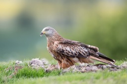 red kite