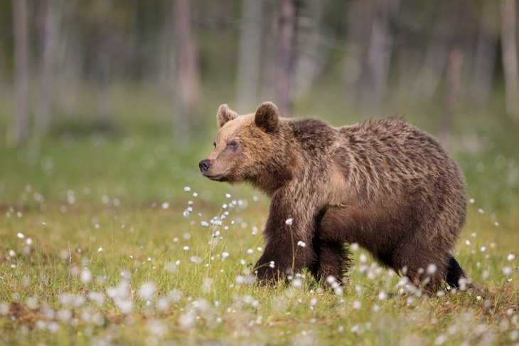 brown bear