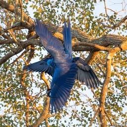 hyacinth macaw