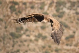 griffon vulture