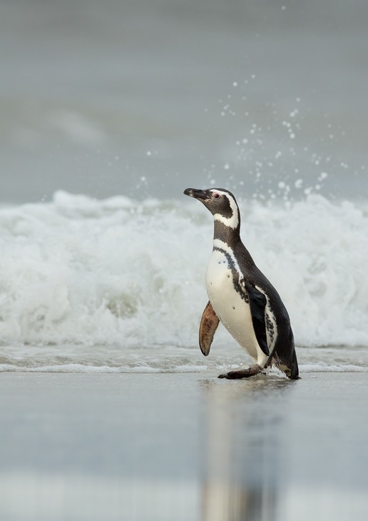 magellanic penguin