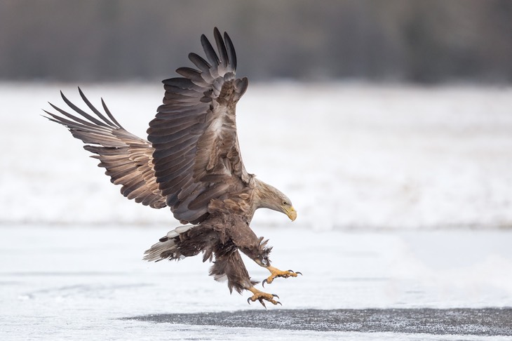 white tailed eagle