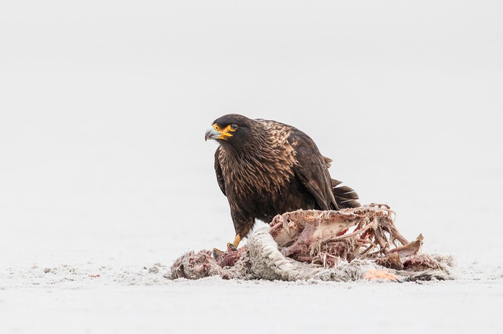 striated caracara