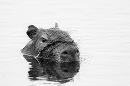 capybara