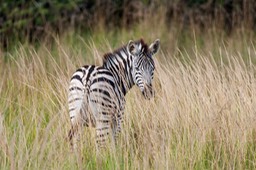 zebra