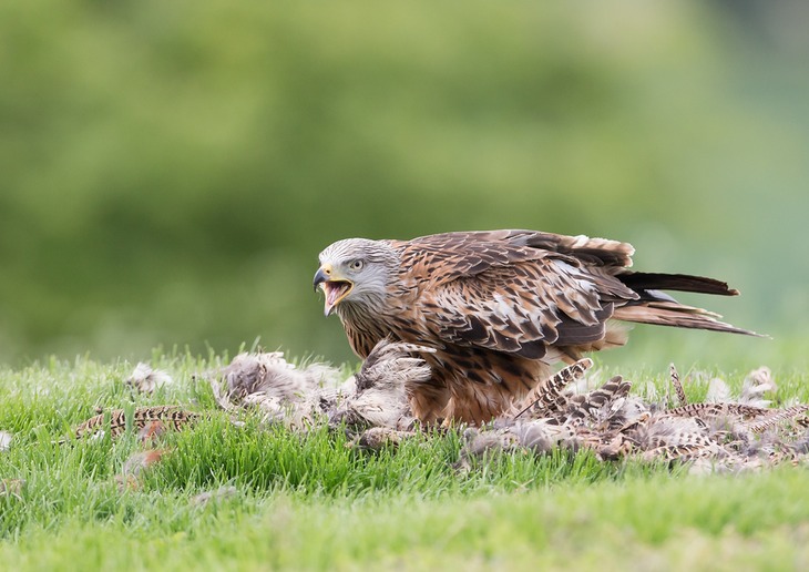 red kite