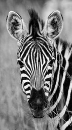 zebra