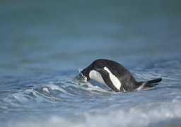 gentoo penguin