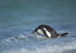 gentoo penguin