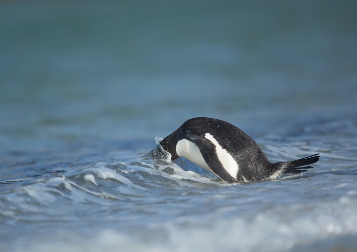 gentoo penguin