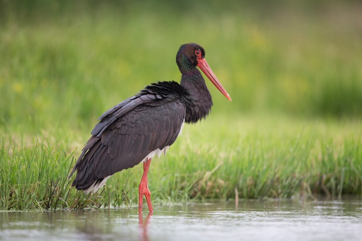 black stork