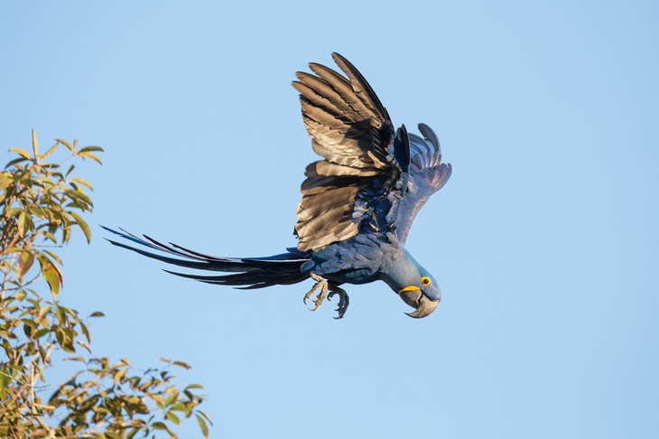 hyacinth macaw