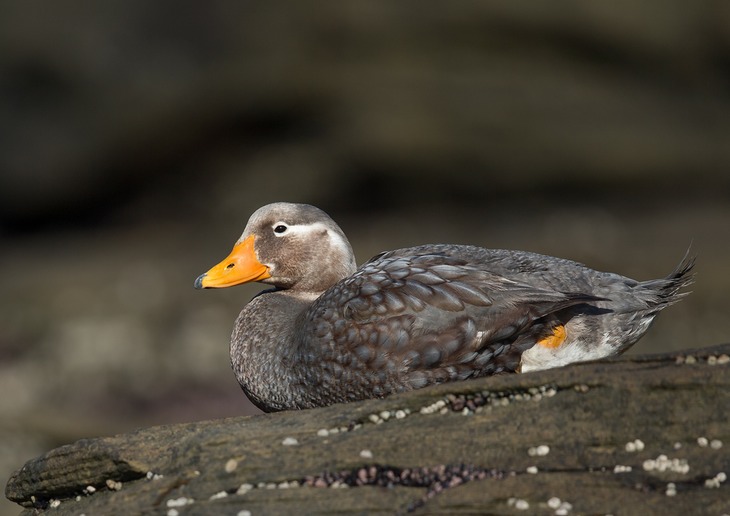 flightless steamer duck