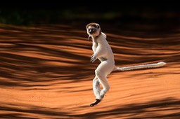 verreaux's sifaka